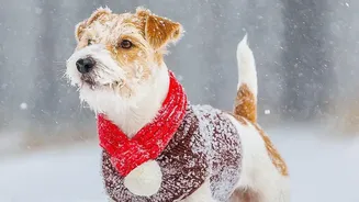 Tick Checks Are Becoming A Useful Everyday Habit For Dogs During Humid Monsoon Weather