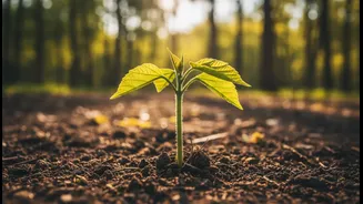 Why Harela's Sapling Drive matters for the difference between trees planted and trees established