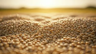 Millets Could Be This Season's Biggest Farm Shift