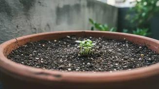 Restoring Soil Microbe Diversity In City Gardens Following Severe Heavy Weather Waterlogging Events