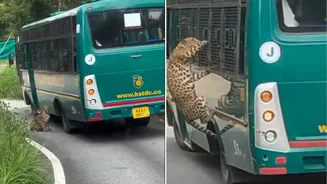 Bengaluru Leopard Attack: Chennai Woman Injured as Big Cat Strikes Through Bus Window