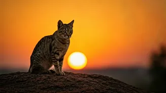 Unveiling the Dawn Chorus: Indian Animal's Unique Timing