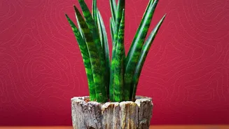 What Science Says About Indoor Plants And Everyday Air Quality