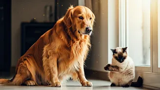 Pet Parents Are Bracing For Allergy-Season Drama