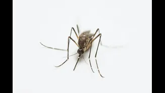 Understanding Japanese Encephalitis and Its Prevention in Assam