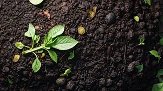 Composting Kitchen Waste Is 2026’s Biggest Eco Habit