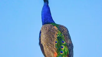 Migratory Bird Declines Now Affect More Than Half of Assessed Species
