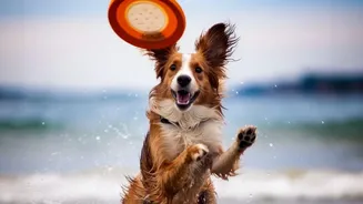 Catching a Disc Trains Tracking, Movement and Quick Decisions