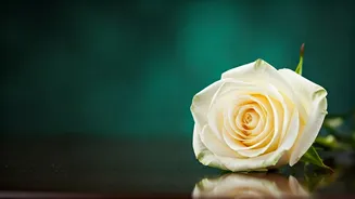 Princess Diana: Her Enduring Words & Legacy