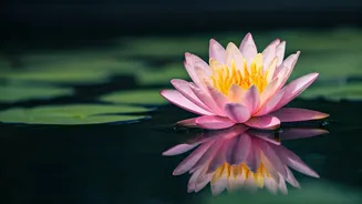 Unlocking Shiva's Teachings: The Power of Meditation