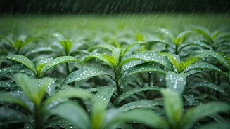 Terrace Plants Love The Rain More Than You