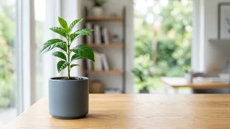 Young Pros: Build Easy Money Routine