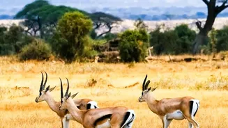 How Wildlife Encounters Can Change the Rhythm of a Holiday