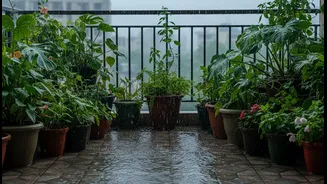 Balcony Gardening During The Monsoon Starts With Preventing Standing Water