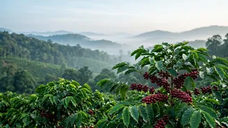 Experience Cosy Winter Mornings Surrounded By Scenic Coffee Plantations In Beautiful Western Ghats Of Coorg