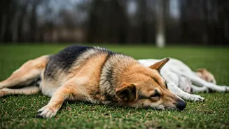 Telangana's Tragedy: Stray Dogs Found Dead