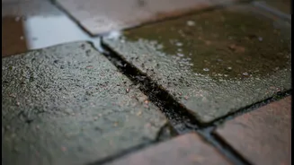 Why poor balcony drainage triggers fungal gnat outbreaks during peak monsoon rain periods