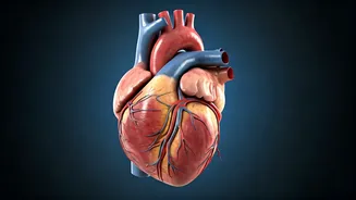 Heart Health: Understanding and Reversing Artery Plaque