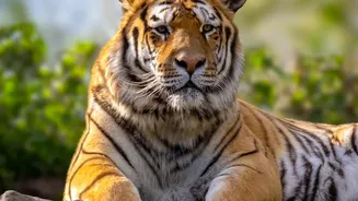 Tiger Numbers Rise While Nepal Expands Alerts for At-Risk Communities