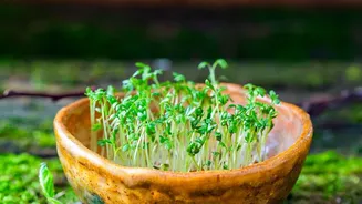 How Windowsill Trays Support Daily Micro-Green Harvesting For Urban Fitness Enthusiasts Seeking Superfoods