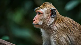 Why Do Mothers Abandon Their Babies? Unpacking the Science Behind Animal Maternal Rejection