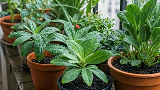 Start A Monsoon Garden Without A Backyard