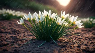 Monsoon Makes Rain Lilies Do Their Magic