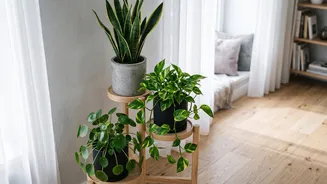Simple Gardening Tips For Beginners Foolproof Indoor Houseplants For Easy Home Greenery