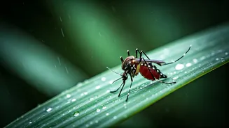 Monsoon Can Trigger More Than Just Seasonal Allergies