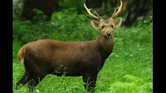Summer Safari Guide: 10 Incredible Animals To Watch For In Kaziranga
