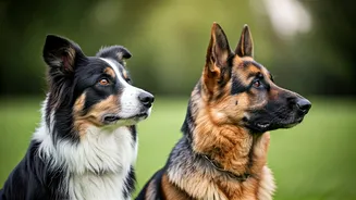 Top 8 Brilliant Dog Breeds: Unleash Their Intelligence and Learnability