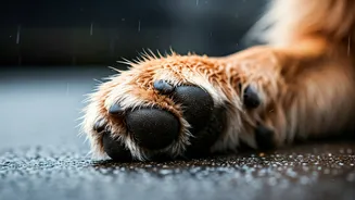 Paw Care Makes Monsoon Pet Life Easier
