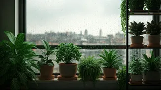 Your Rainy View Needs More Green