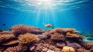 Spot Breathtaking Coral Reefs In Maldives Crystal Clear Water