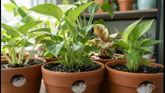Plant Care Has Entered Its Drainage Era