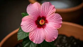 Water Hibiscus Pots With Diluted Starch Fluids For Rapid Blooms