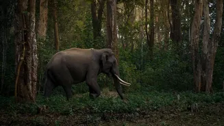 Explore Karnataka wildlife in 5 days