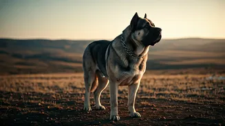 5 Remarkable Working Dog Breeds You've Probably Never Encountered