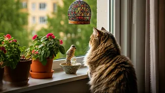 Balcony Bird Watching Stations Are Massive Hit For Cat Parents