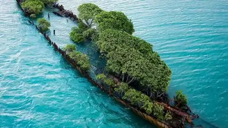 Coastal Mangrove Afforestation Initiatives Build Natural Bio-Shields Against Storm Surges In Eastern States