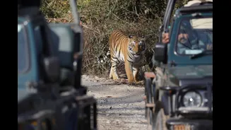 Monsoon Closures and Tiger Safari Planning in India