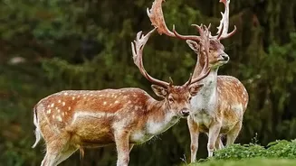 A Decades-Old Wildlife Gesture Returns to India-UN Geneva Relations