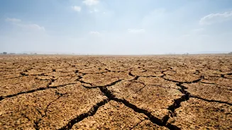 A Drier September Won't Affect Every Crop Equally: What Determines The Impact