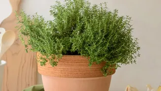 Kitchen Herbs That Thrive In Humid Conditions Without Constant Sunshine