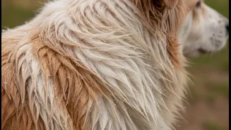 Why Damp Pet Fur Micro-Climates Turn Canine Undercoats Into Hotbeds For Bacterial Dermatitis
