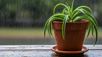Monsoon Proofing Guide: Prevent Root Rot In Plants
