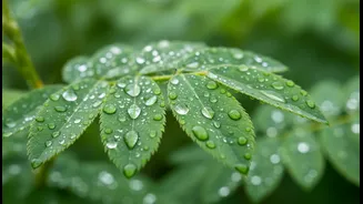 Monsoon Skin Care Doesn't Have To Be Complicated With These Tips