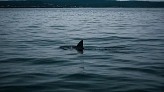 Tragedy in Sydney: Boy Killed in Shark Attack