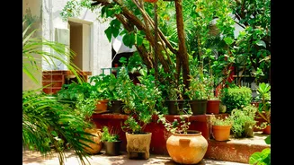 Best Indoor Plants for Indian Monsoon Season