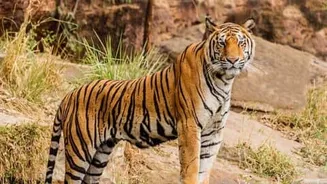 Farmer Vijay Haldar killed by tiger near Valmiki Tiger Reserve